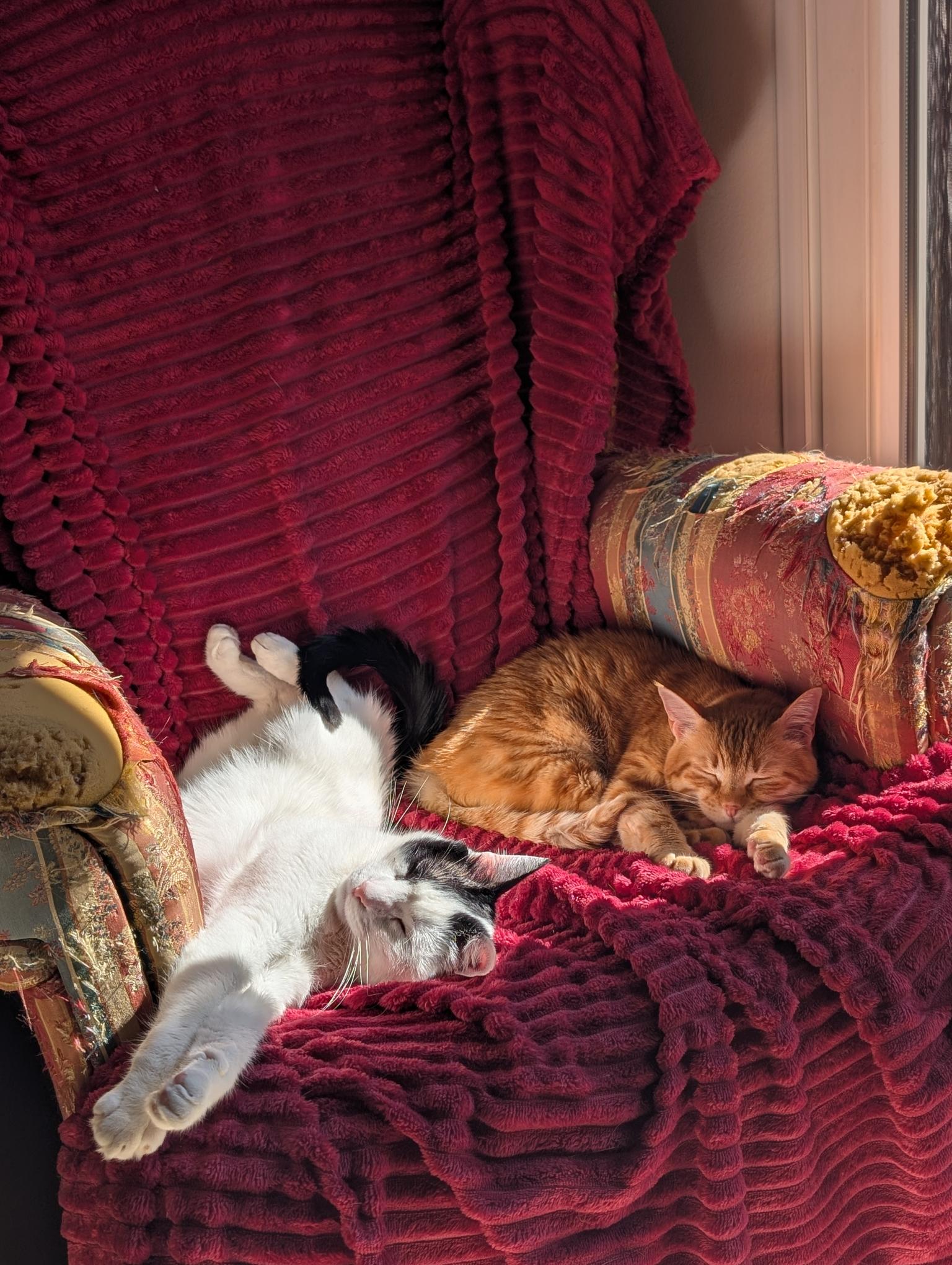 This is a photo of my cats sleeping in the sun!